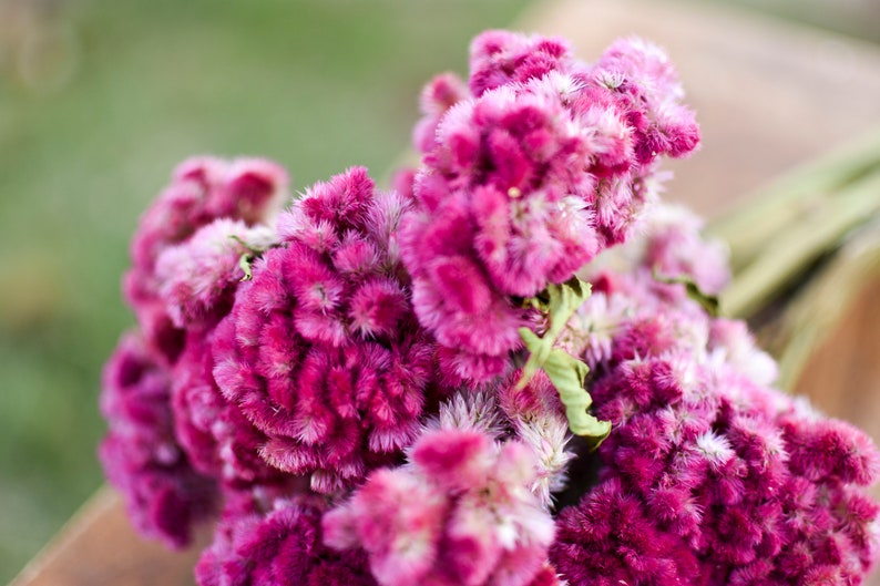 Bunch of Rose Pink Celosia Dark Pink Dried Flowers Etsy