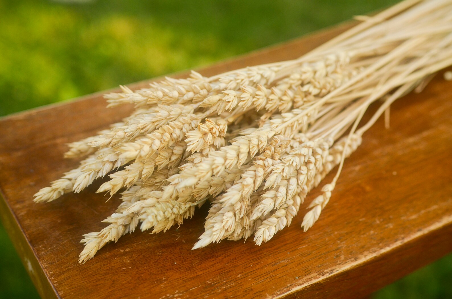 Dried Beardless Wheat Bundle Dried Wheat Golden Wheat Wheat Etsy