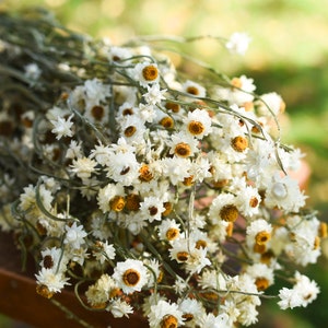 Dried daisy bunch, dried ammobium, winged everlasting, natural chrysanthemum, mini daisy, white daisies, wedding flowers, corsage flowers image 2