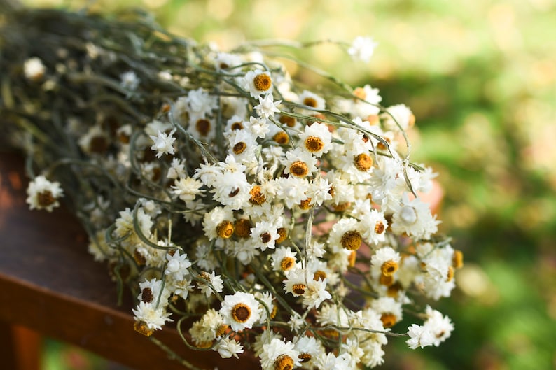 Dried daisy bunch, dried ammobium, winged everlasting, natural chrysanthemum, mini daisy, white daisies, wedding flowers, corsage flowers image 2