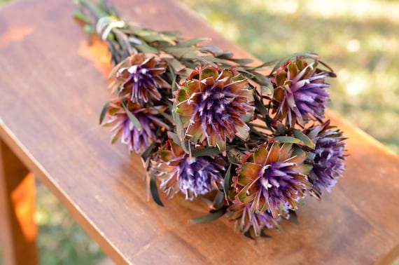Purple Preserved Orchid Plumosum: Wedding Flowers, 7-8 Stems