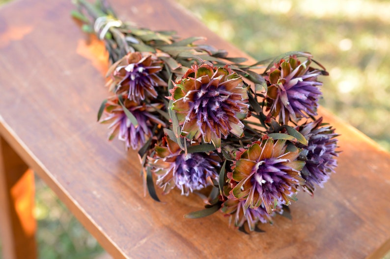Purple Preserved Orchid Plumosum: Wedding Flowers, 7-8 Stems image 1