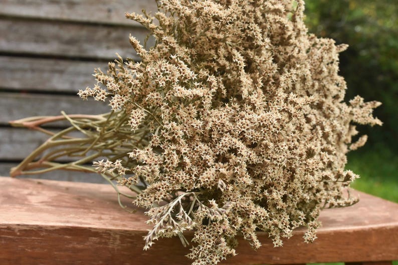 May include: A large, dense bouquet of dried statice flowers featuring numerous small, star-shaped blossoms in a pale, muted beige and cream colour palette, supported by thin, branching green stems that extend from the base of the flower cluster.