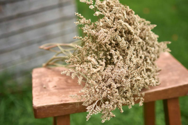 May include: A large, dense bouquet of dried statice flowers featuring numerous tiny, star-shaped blossoms in a pale, muted beige and off-white colour palette, with thin, branching stems gathered together at the base of the floral arrangement.