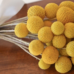 Dried billy balls, craspedia, Bunch of craspedia, dried yellow flowers, Billy buttons, baby shower flowers image 2