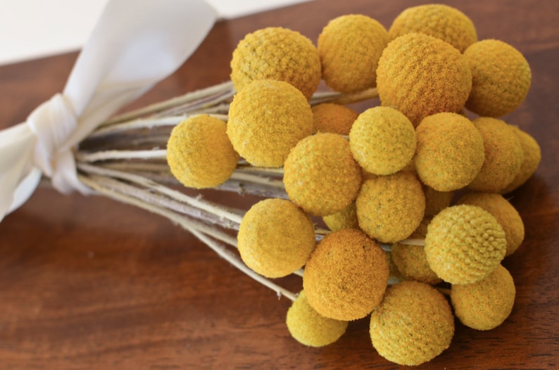 Dried billy balls, craspedia, Bunch of craspedia, dried yellow flowers, Billy buttons, baby shower flowers image 2