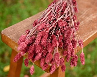 Mauve pink phalaris grass, Valentines Day flowers for vase, pink grass, pink grain, dried grass, grass bunch, dried grains