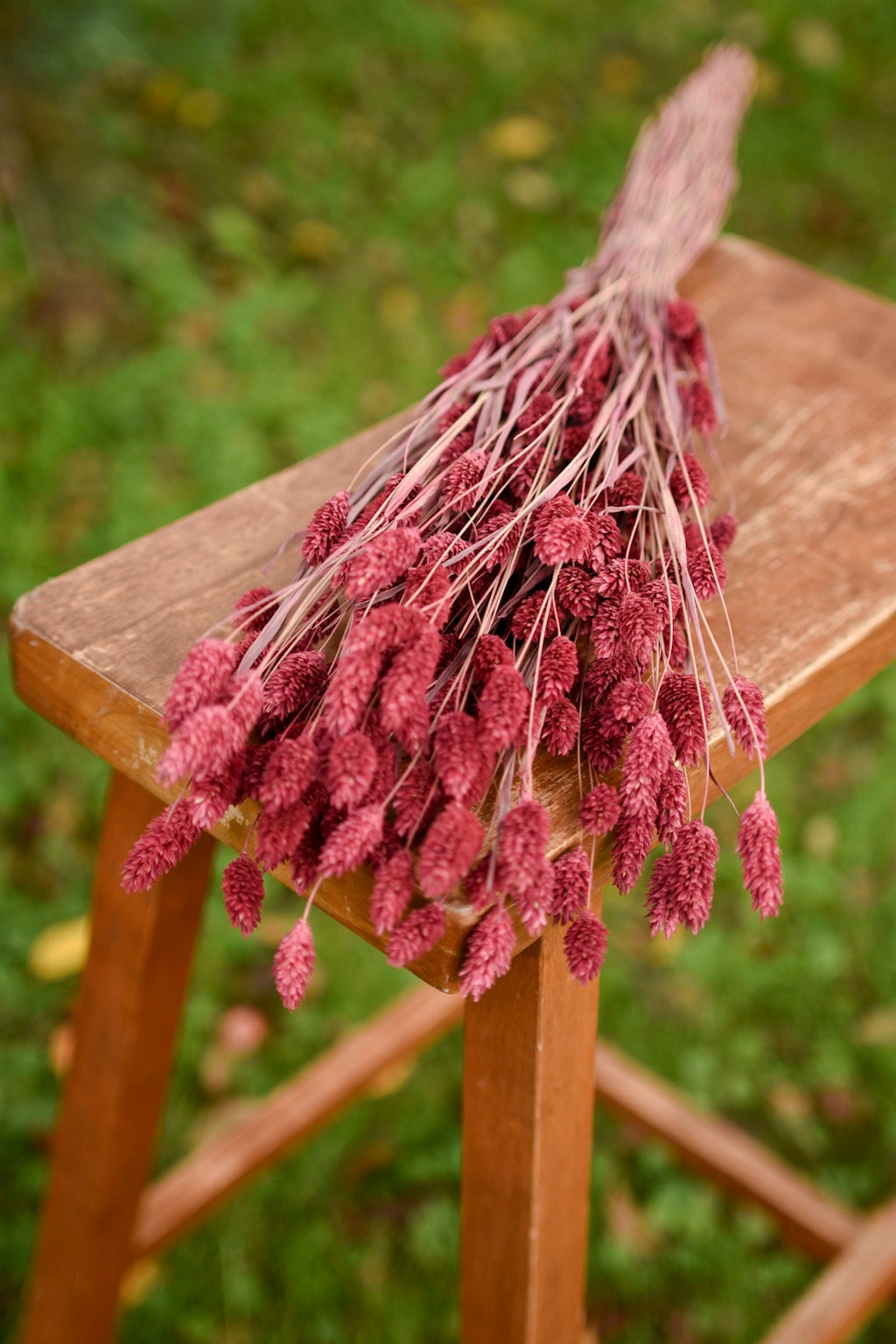 Bindle & Brass 24 in. Pink Dried Natural Phalaris Fuchsia (2-Pack)
