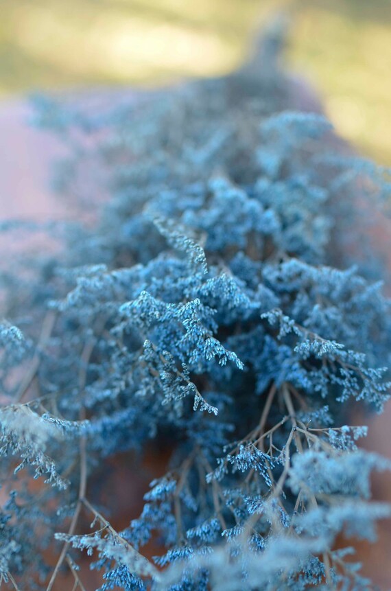 Bunch Of Preserved Medium Blue Misty Blue Caspia Blue Etsy