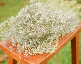Natural dried baby&#39;s breath, unbleached baby&#39;s breath, silver flowers, gray flowers, filler dried flowers, dried gypsophilia, dried flowers