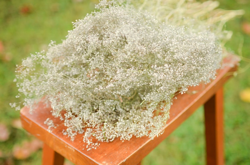 Natural dried baby's breath, unbleached baby's breath, silver flowers, gray flowers, filler dried flowers, dried gypsophilia, dried flowers image 1