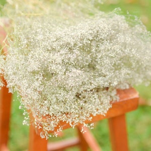 Natural dried baby's breath, unbleached baby's breath, silver flowers, gray flowers, filler dried flowers, dried gypsophilia, dried flowers image 2