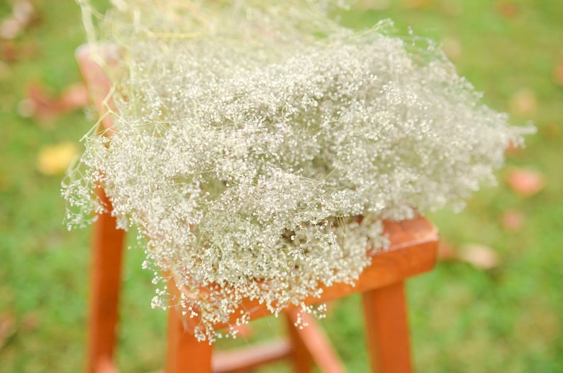 Natural dried baby's breath, unbleached baby's breath, silver flowers, gray flowers, filler dried flowers, dried gypsophilia, dried flowers image 2