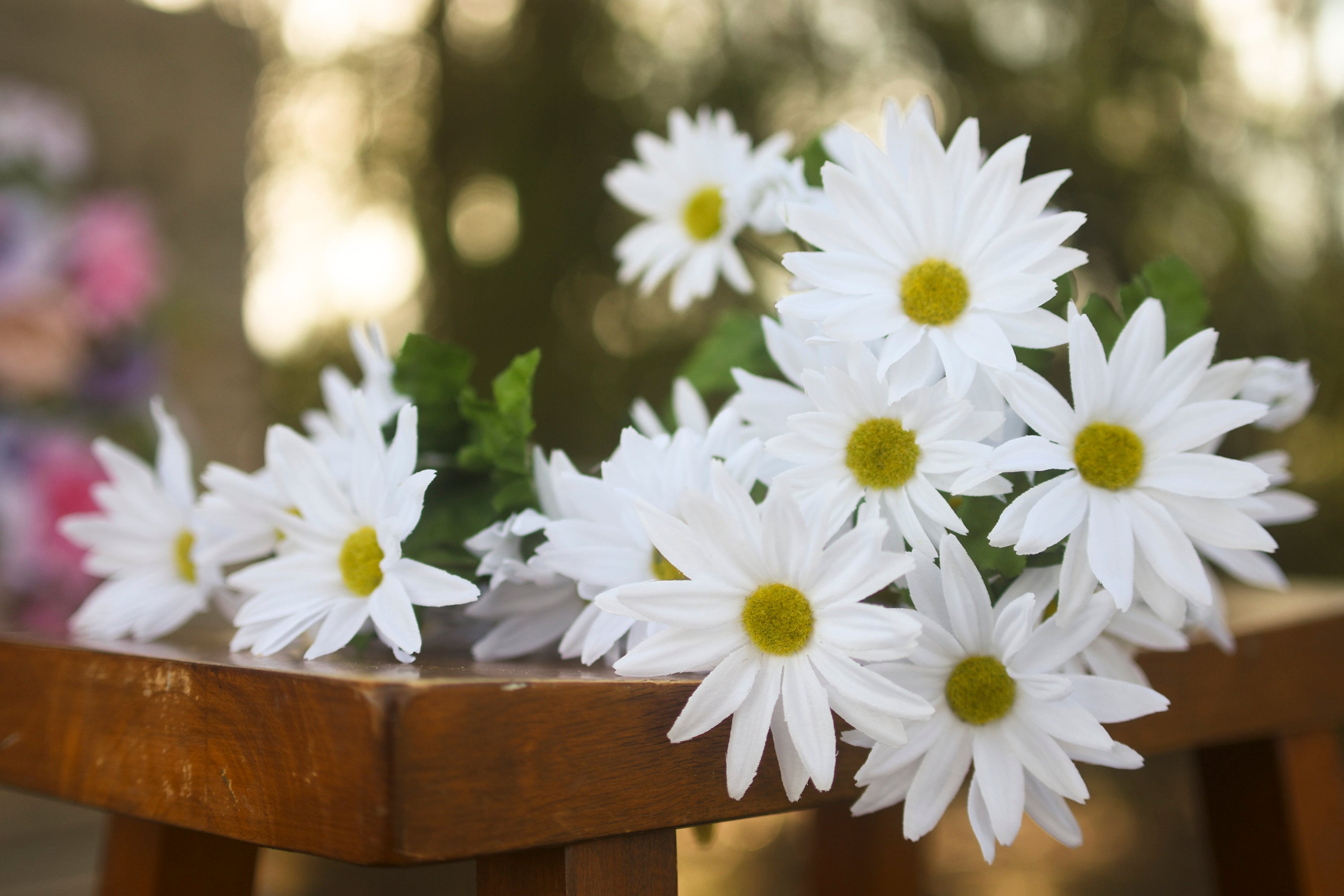 daisy dry cleaners jersey city - Katherina Scruggs