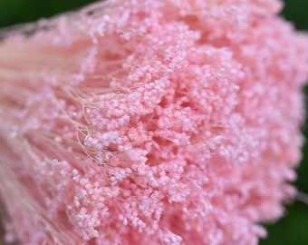 Dyed Pink Baby's Breath: Dried Flower Filler, Wedding Bouquet Supply