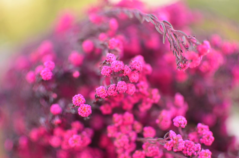 Bunch of preserved raspberry pink phylica, preserved dark pink flowers, small pink dried flowers, pink wedding flowers, fuschia flowers image 4