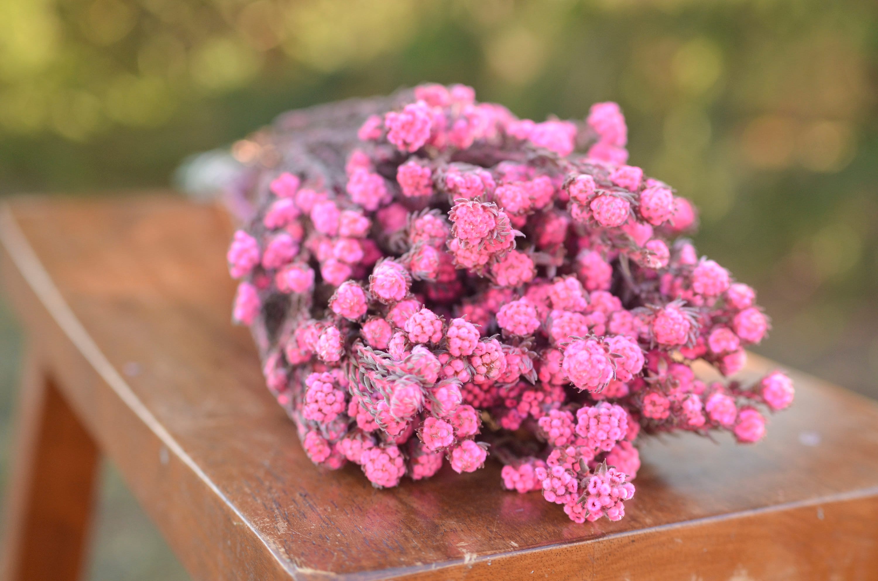 small pink dried flowers pink wedding flowers preserved pink flowers spring wedding flowers Bunch of preserved pink cotton phyllica