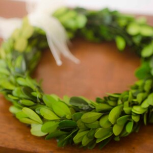 Preserved Mini Boxwood Wreath, Simple Spring Wreath, Spring wreath, boxwood wreath, small boxwood wreath image 3