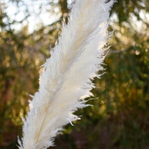 May include: A close-up of a single, large, fluffy, cream-colored pampas grass plume. The feathery texture is detailed, with a natural, dried appearance. The background is blurred, showing a natural outdoor setting with trees.