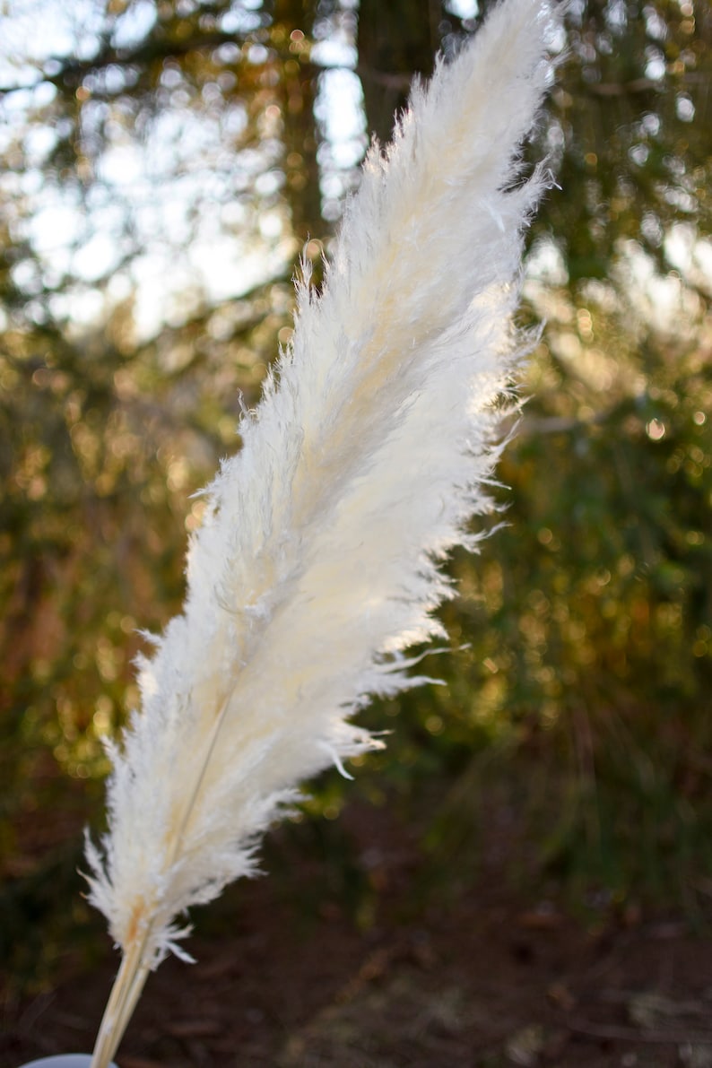 May include: A close-up of a single, large, fluffy, cream-colored pampas grass plume. The feathery texture is detailed, with a natural, dried appearance. The background is blurred, showing a natural outdoor setting with trees.