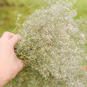 Natural dried baby's breath, unbleached baby's breath, silver flowers, gray flowers, filler dried flowers, dried gypsophilia, dried flowers image 9