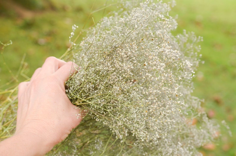 Natural dried baby's breath, unbleached baby's breath, silver flowers, gray flowers, filler dried flowers, dried gypsophilia, dried flowers image 9