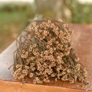 Preserved natural staavia, copper brown flowers for fall weddings, natural flowers for vase, rustic flowers, rustic wedding, barn wedding