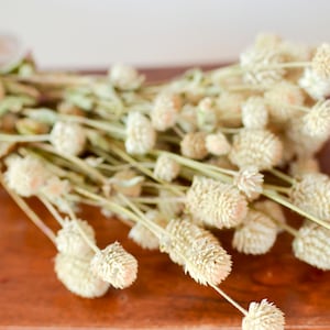 May include: A bunch of dried white flowers with long stems. The flowers are clustered together and have a soft, feathery texture.