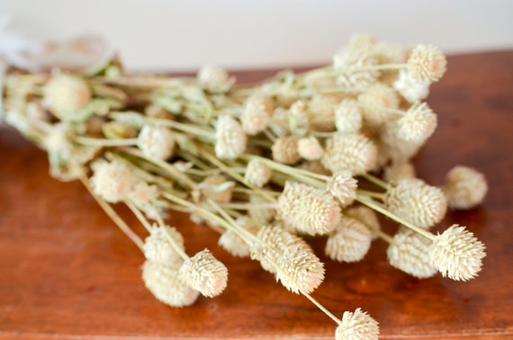 Dried Cream Gomphrena Bunch: Ivory Globe Amaranth Flowers