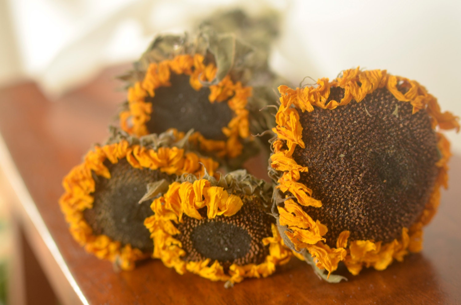 ZQmino A4 Large Dried Pressed Flowers For Resin - Sunflower, Real