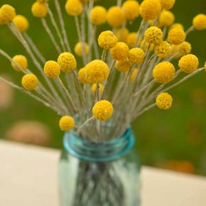 Dried billy balls, craspedia, Bunch of craspedia, dried yellow flowers, Billy buttons, baby shower flowers image 4