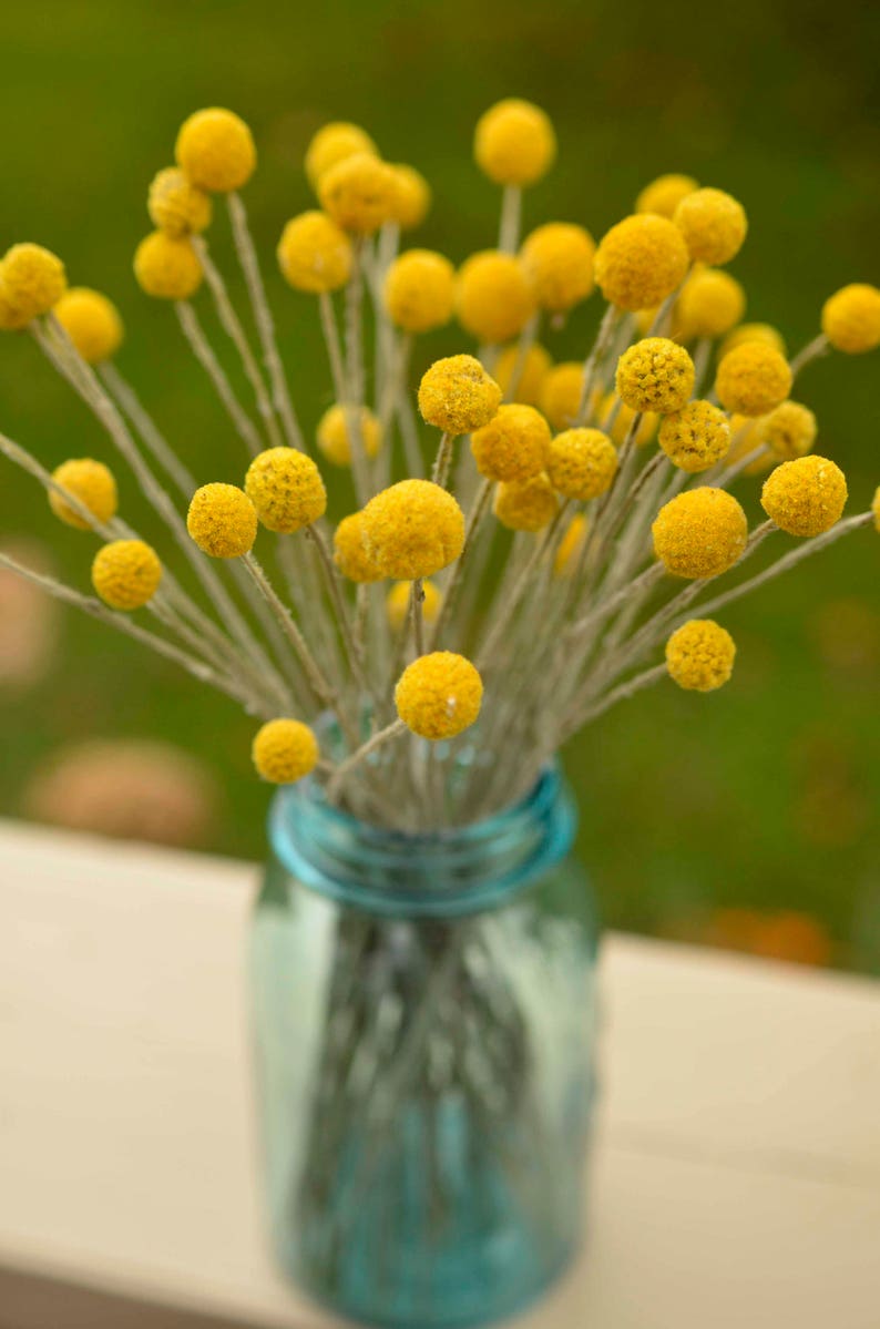 Dried billy balls, craspedia, Bunch of craspedia, dried yellow flowers, Billy buttons, baby shower flowers image 4