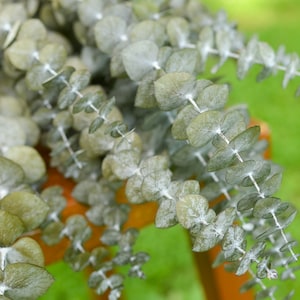 Frosted Olive Green Baby Eucalyptus, Preserved Foliage, Frosted Eucalyptus, Preserved Eucalyptus, Green Spiral Eucalyptus, Fall Greenery