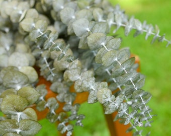 Frosted Olive Green Baby Eucalyptus, Preserved Foliage, Frosted Eucalyptus, Preserved Eucalyptus, Green Spiral Eucalyptus, Fall Greenery