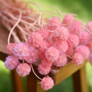 Preserved pink starflower scabiosa, preserved pink pincushion flower, dried scabiosa, pink globe flower, pink flowers for wedding bouquet