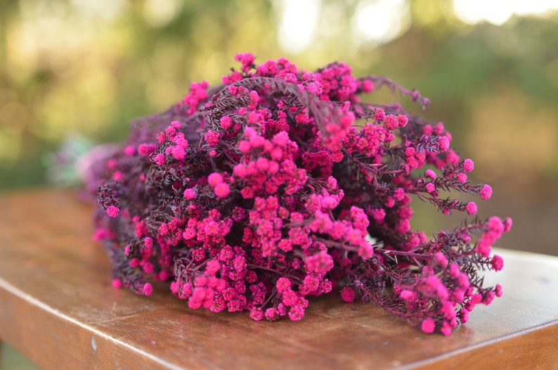 Bunch of preserved raspberry pink phylica, preserved dark pink flowers, small pink dried flowers, pink wedding flowers, fuschia flowers image 9