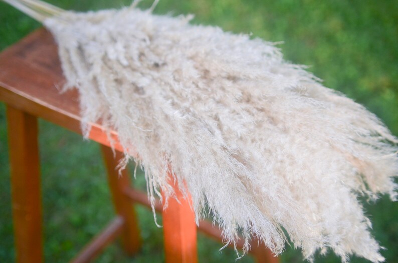 May include: A long, fluffy, white pampas grass plume, resting on a wooden stool. The grass is soft and feathery, with a natural, dried look.