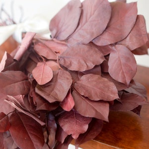 Salal bourguignon, Feuilles d'automne conservées, Feuille de citronnier, Feuilles bordeaux, Feuillage bourgogne conservé, Feuilles rouges, Feuilles d'automne, Salal conservé