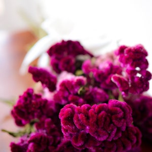 Dried dark pink Cockscomb, burgundy cockscomb, dried cockscomb, Dried celosia, burgundy celosia, coxcomb. burgundy coxcomb image 8