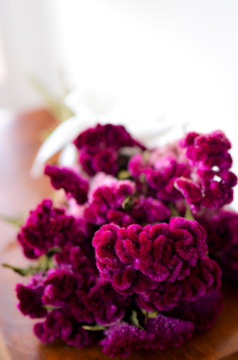 Dried dark pink Cockscomb, dark pink celosia, dried cockscomb, Dried celosia, burgundy celosia, coxcomb. burgundy coxcomb image 2