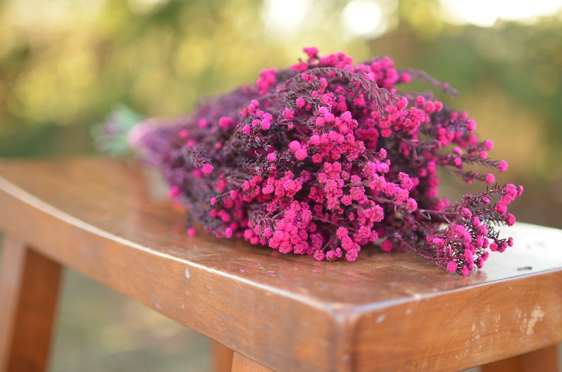 Bunch of preserved raspberry pink phylica, preserved dark pink flowers, small pink dried flowers, pink wedding flowers, fuschia flowers image 2