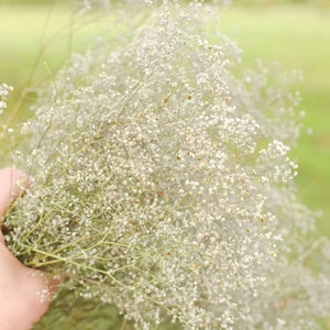 Natural dried baby's breath, unbleached baby's breath, silver flowers, gray flowers, filler dried flowers, dried gypsophilia, dried flowers image 8