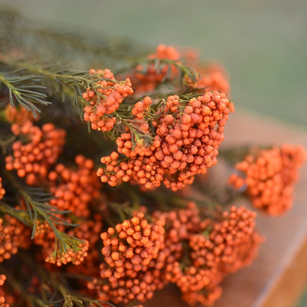 Preserved orange rice flower, orange flowers, wedding flowers, filler, dried flower filler, orange dried flowers