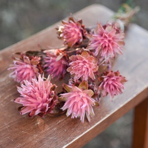 Pink punch plumosum, midge-orchids, pink preserved flowers, pink flowers for vase, pink flowers for arrangements image 7