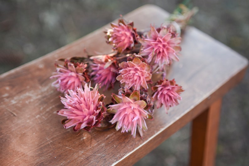 Pink punch plumosum, midge-orchids, pink preserved flowers, pink flowers for vase, pink flowers for arrangements image 7