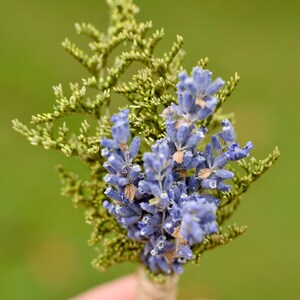 Lavande anglaise séchée, lavande parfumée, bouquet de lavande, lavande maculée, lavande maculée, herbe maculée, tiges de lavande, mariage violet image 8