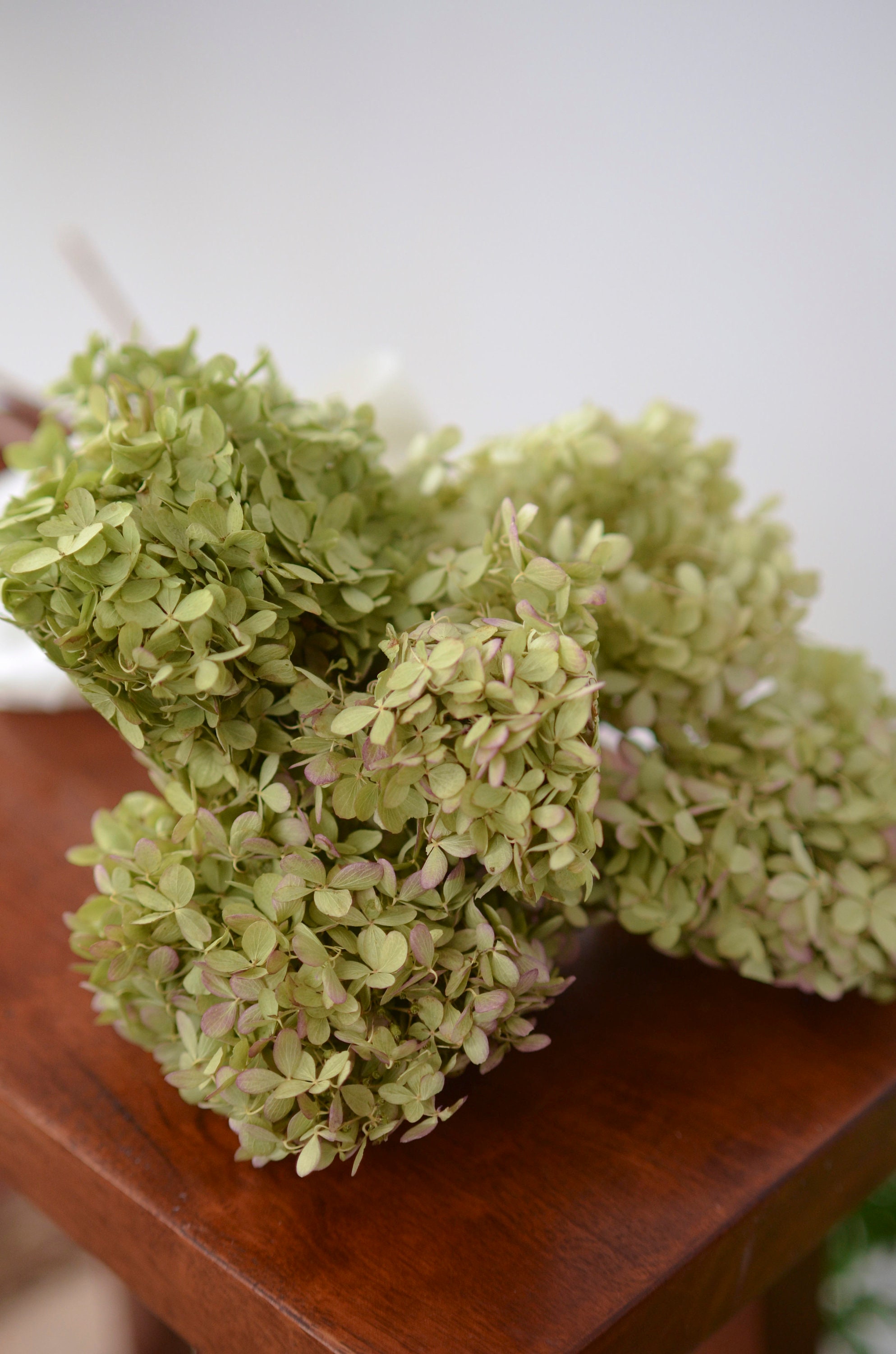 Dried Hydrangea Flowers Antique Creamlight Green and Pink 
