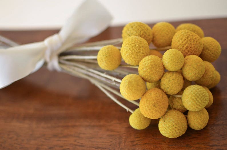 Dried billy balls, craspedia, Bunch of craspedia, dried yellow flowers, Billy buttons, baby shower flowers image 1