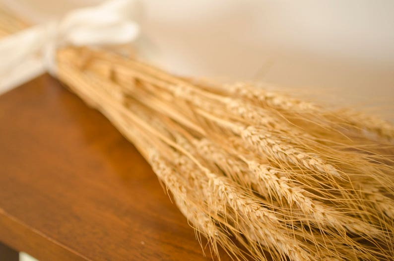 Dried Bearded Wheat Bundle, dried wheat, golden wheat, wheat bunch, wheat bundle, dried grains, green wheat, green grains image 1