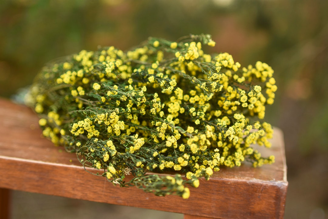 Bunch of Preserved Yellow Phyllica, Preserved Yellow Flowers, Yellow